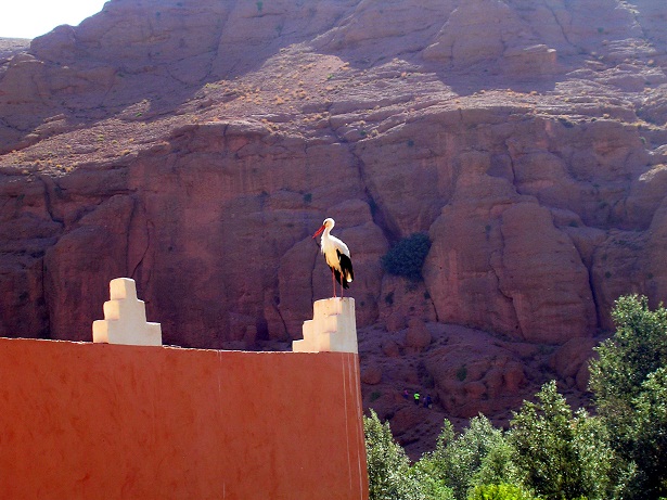 cicogna in marocco