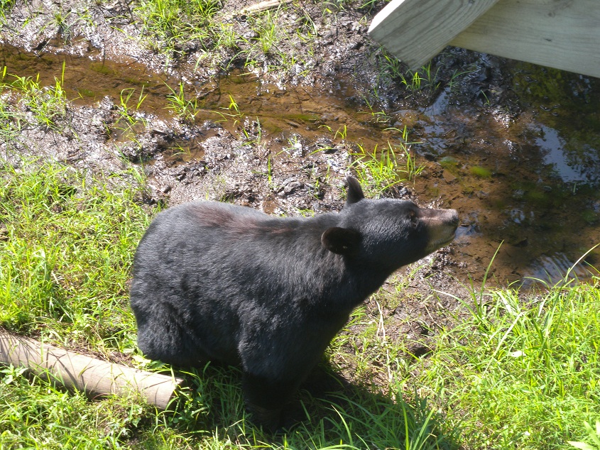 orso nero canadese