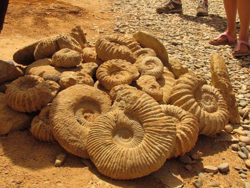 fossili
