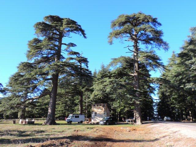 I grandi alberi di cedri delle foreste dell'Atlante