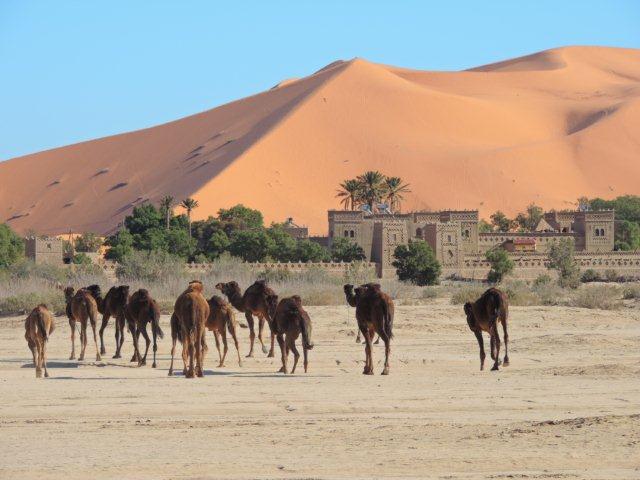 Paesaggio a Merzouga: dromedari, kasbah e grandi dune