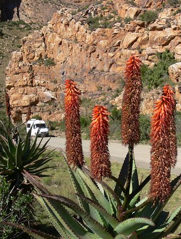 Aloe in fiore
