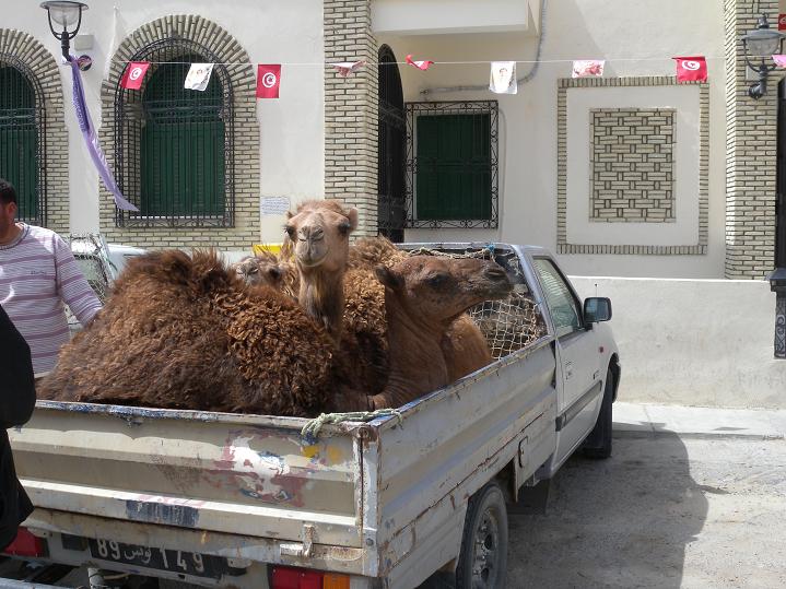 dromedari in pick-up