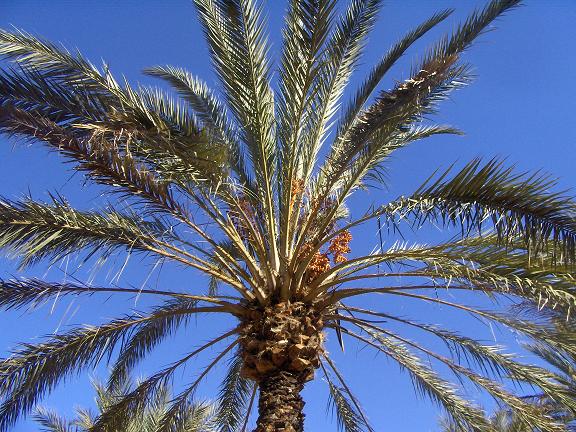 datteri in Tunisia