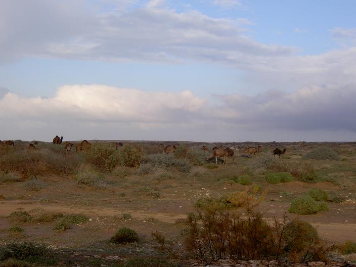 dromedari in Tunisia
