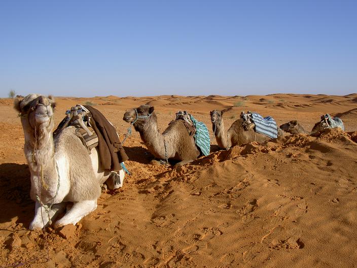 dromedari in Tunisia