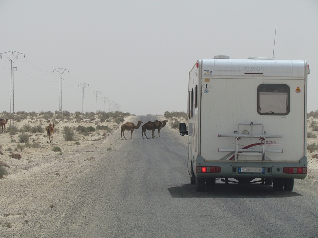 Dromedari e camper in Tunisia