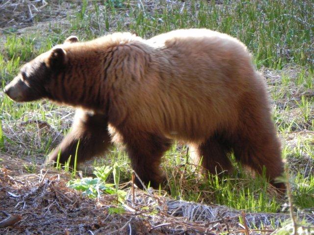Orso bruno nel parco Sequoia