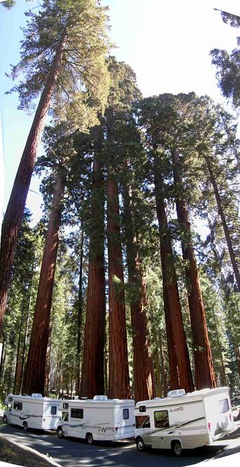 camper e sequoia
