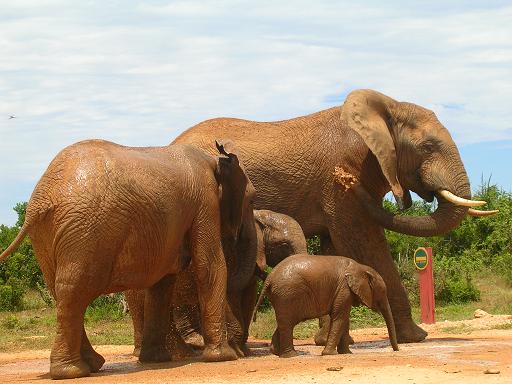 Elefante nel parco Addo