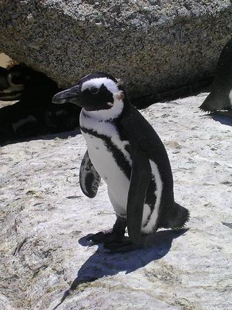 Pinguino nella zona del Capo