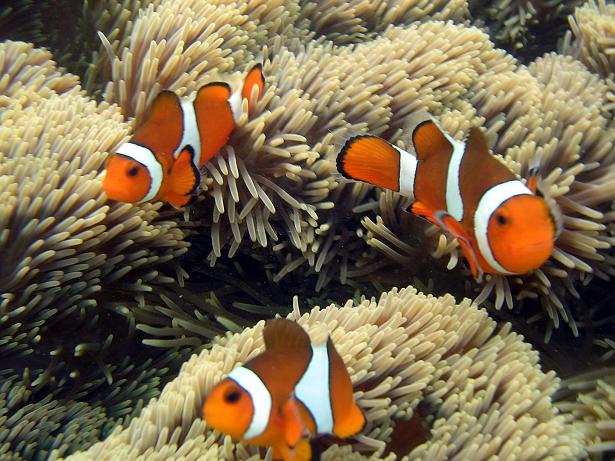 clown fishes in Semporna islands